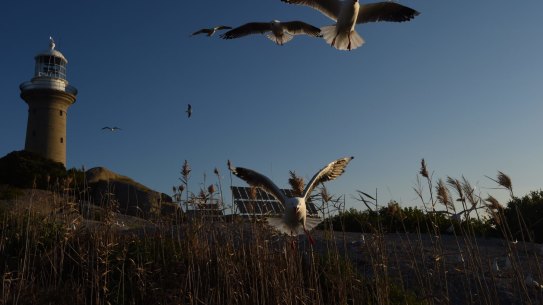 Montague Island, part of the Batemans Bay Marine Park, one of the six special offshore zones in NSW.