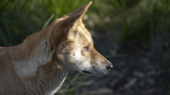 Research has upended the myth that pure dingoes no longer live in large regions of Victoria.