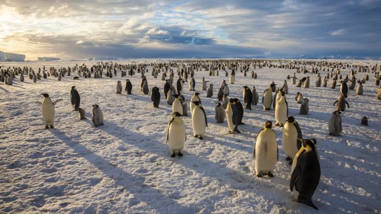 Emperor penguins chicks have struggled to survive in 2022 after record low sea ice coverage impacted their birth rates.