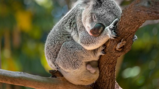 Koala in a eucalyptus tree in bushland in Victoria, Australia.

