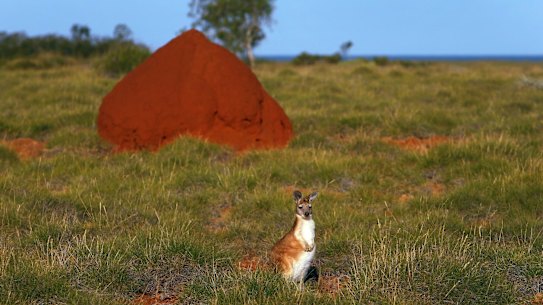 Barrow Island inhabitants include small kangaroos, big perentie lizards, turtles and many native fauna species eradicated from the mainland.