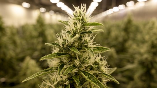 Flowering cannabis plants at a legal cannabis grow room in Germany, which has become Europe’s largest medicinal cannabis market.
