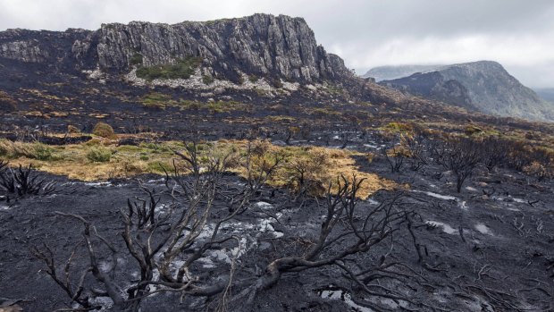 Bushfire planning blindspots leave vulnerable wildlife exposed