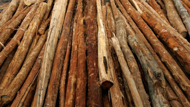 Logging ‘export opportunity’ remains despite fears of local timber shortage
