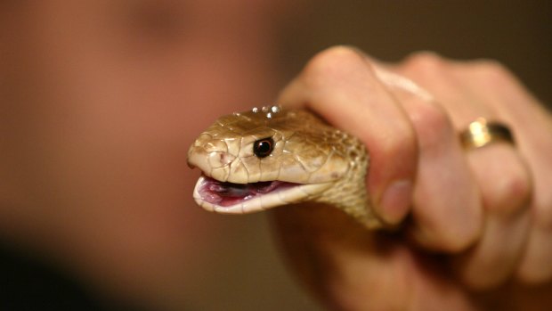 Crocodiles and the world’s deadliest snake evacuated from Melbourne factory after fire