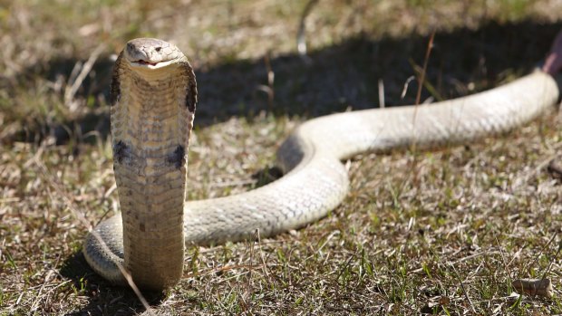 How spitting cobra venom evolved to be a ‘defensive chemical weapon’