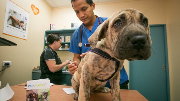 Vet and pet store giant Greencross set for private equity takeover