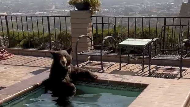 While a bear jumps into a Jacuzzi, the poorest Americans are desperate for respite