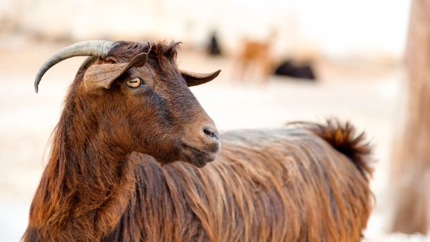 You must be kidding: Wild goat tax costs more to collect than it raises