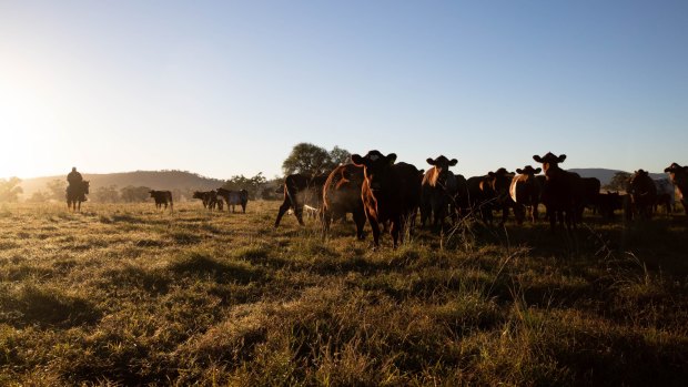 Demand for steak fuelling deforestation and extinction in NSW