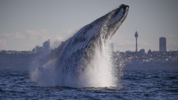 A humpback whale breaches off the coast of Sydney last week.