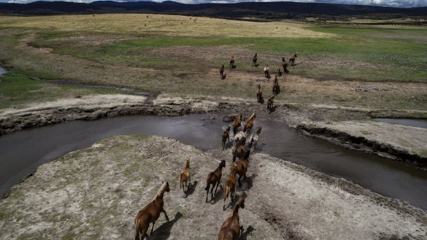 Total removal of feral horses planned for some national parks