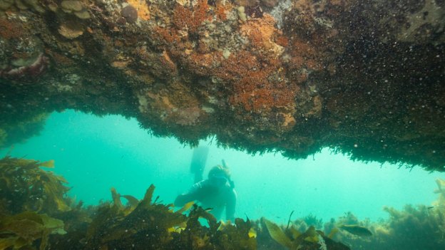 Marine life and habitat on reef near Point  Nepean. 