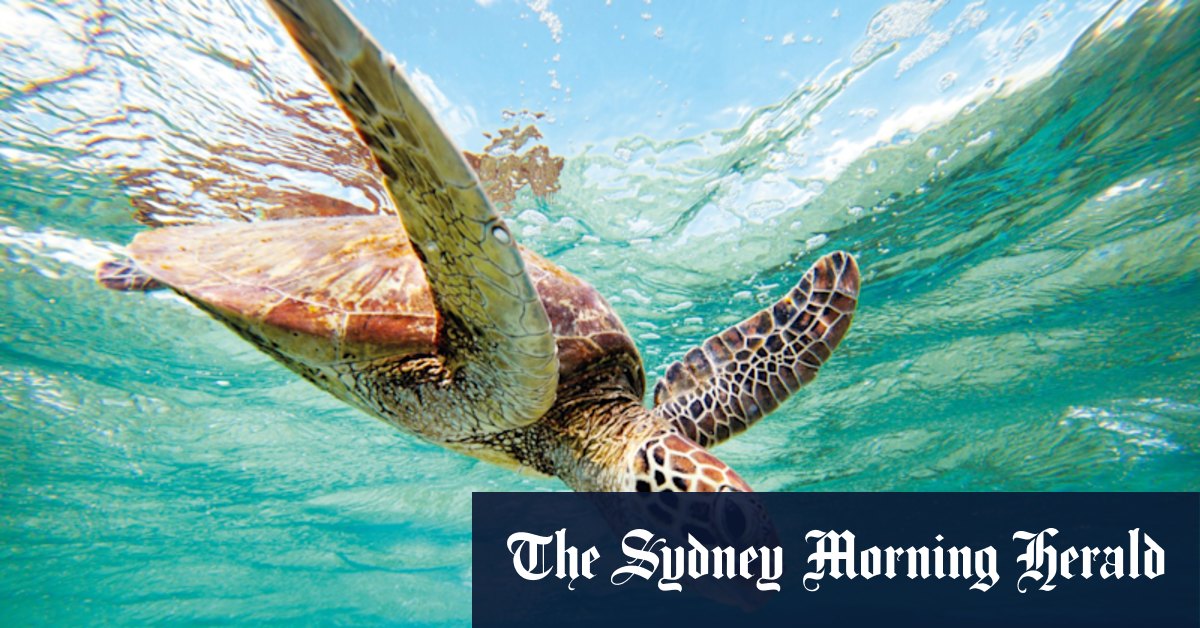Tropical town faces tourism challenge in Queensland - Vimarsana News