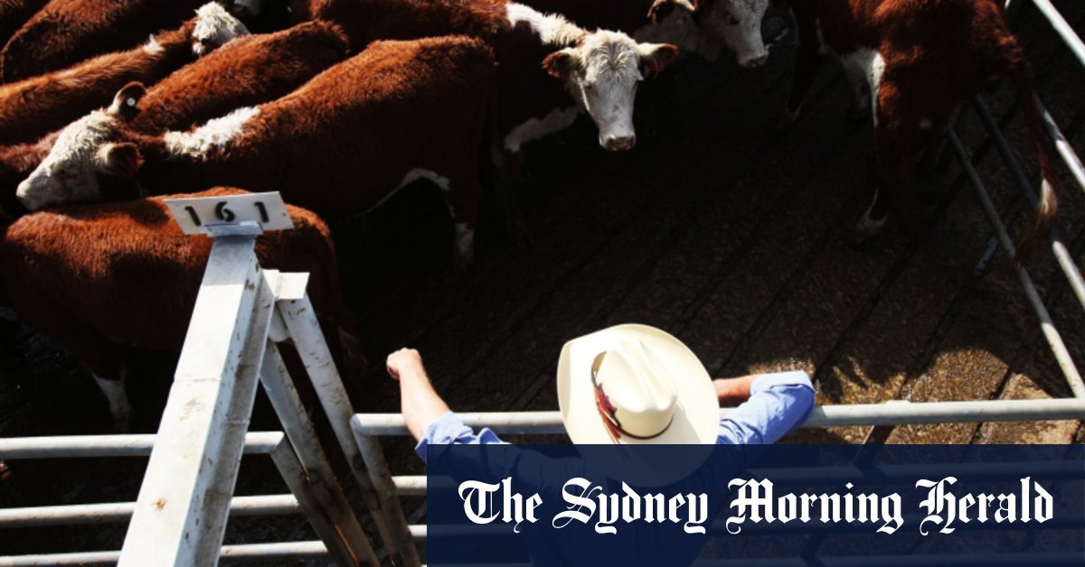 Australia’s Beef Exports Near US Approval: A Major Industry Game-Changer