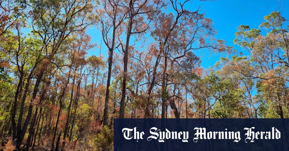 WA forests: South West forests hit by warming climate - Vimarsana News