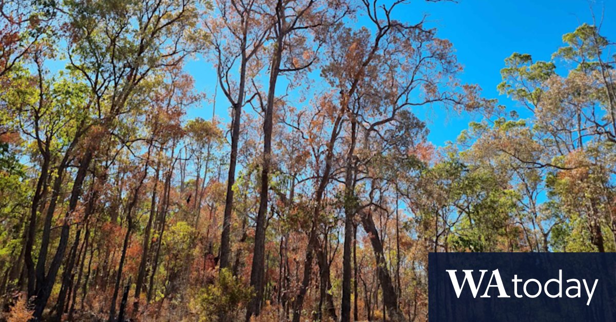 WA forests: South West forests hit by warming climate - Vimarsana News