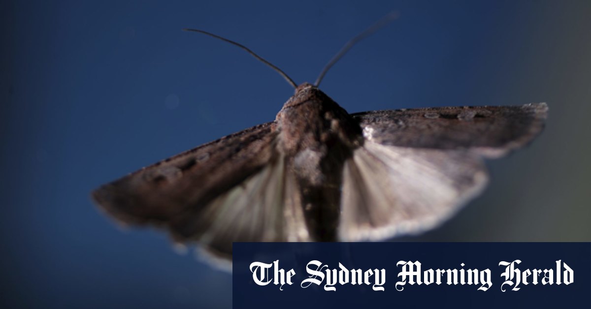 Bogong moths conservation: Moth Tracker citizen science project to collect population data for an endangered insect - Vimarsana News