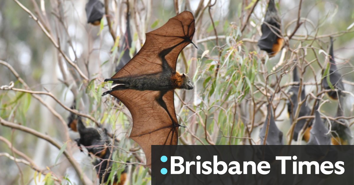 Bat carrying deadly Lyssavirus found in Brisbane sparking health alert