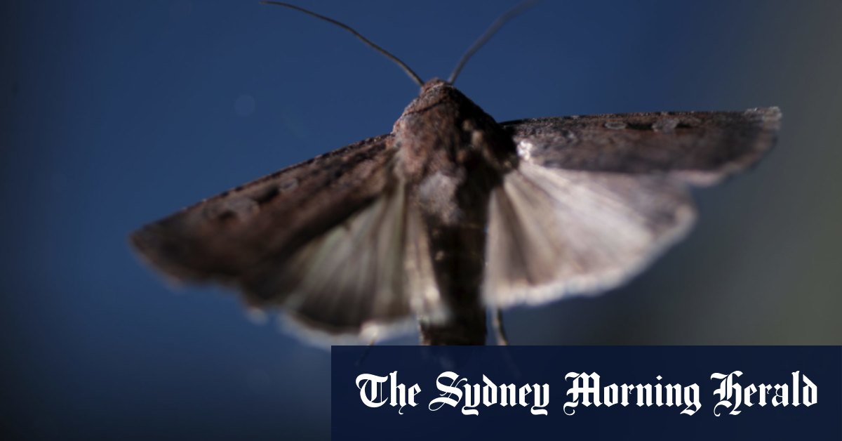 Bogong moths La Ninapowered wet weather sparks rebound in endangered