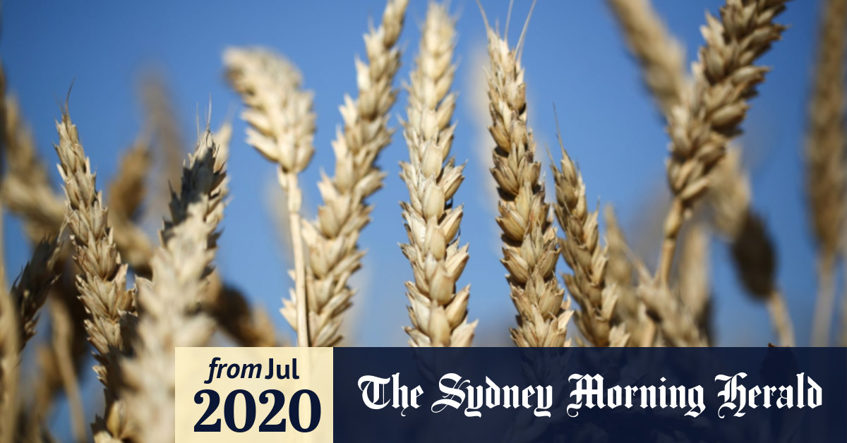 grain everywhere farmers hope for magnificent wheat crop in pandemic economy magnificent wheat crop in pandemic economy