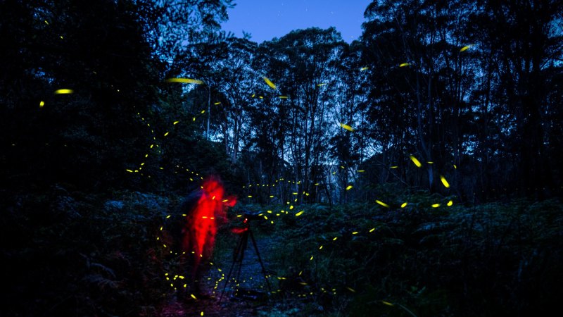 In a pulse of brilliance, the Blue Mountains fireflies are back