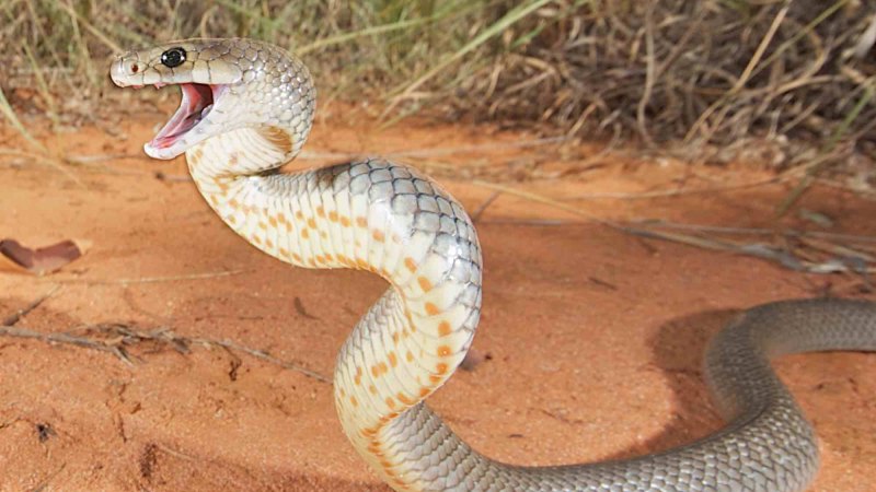 Myth busted: CSIRO says Australia's snakes are the world's deadliest