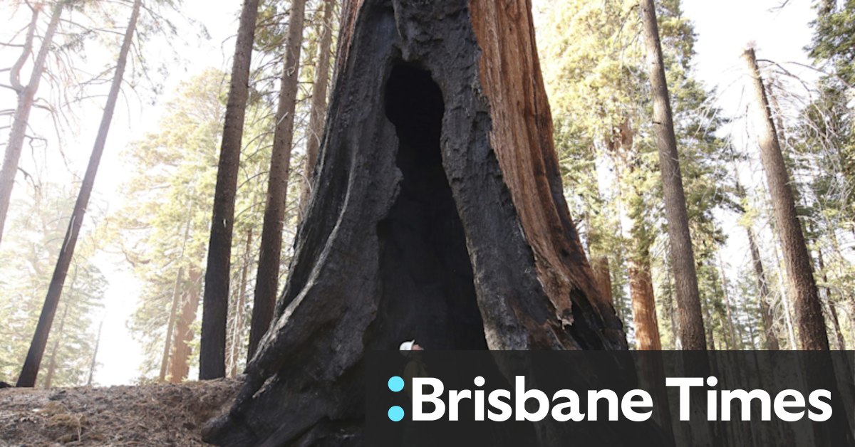 Up to a fifth of world's biggest trees destroyed in recent fires - Vimarsana News