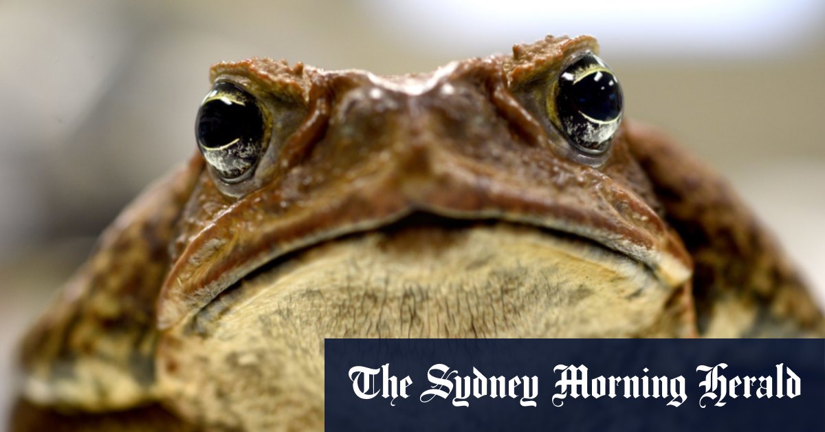 Cane toads NSW residents asked to report border hoppers as sightings