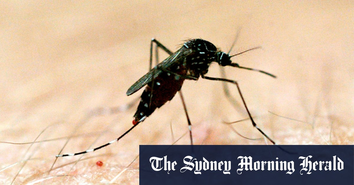 Murray Valley encephalitis: Victorian schools urged to spray to prevent mosquito-borne disease after third death - Vimarsana News