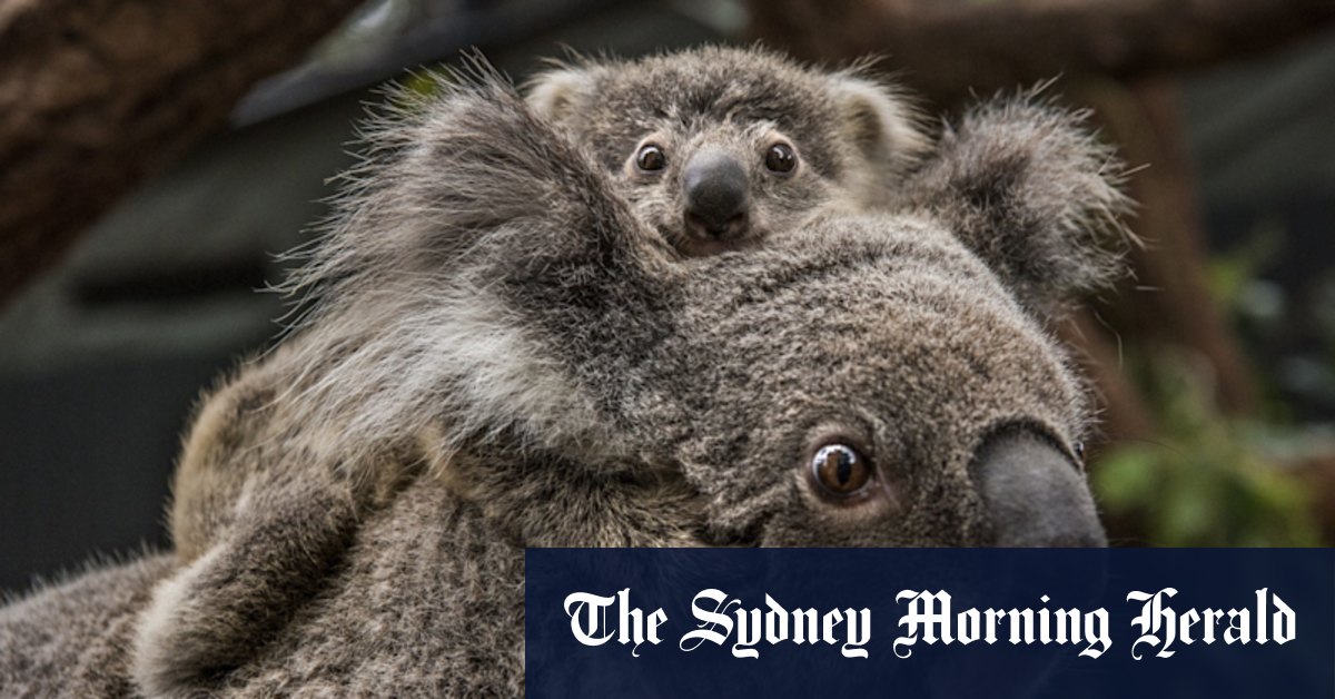 Koala flashpoint finally must be a line in the sand - Vimarsana News