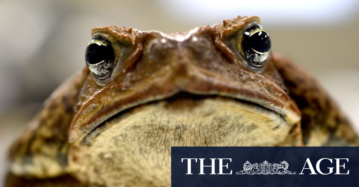 Cane toads: NSW residents asked to report border hoppers as sightings increase - Vimarsana News