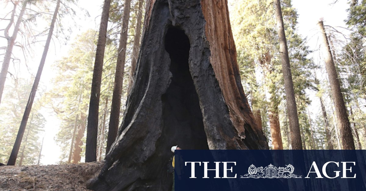 Up to a fifth of world's biggest trees destroyed in recent fires - Vimarsana News