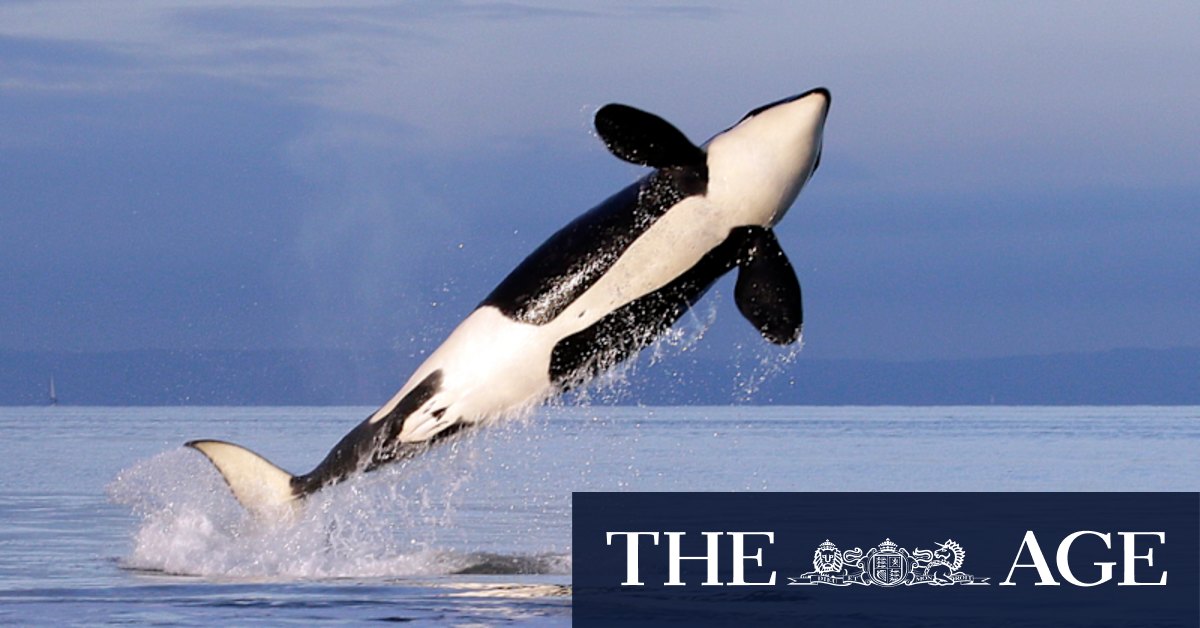 Orcas sink fourth boat off southern Europe in possible 'fad' behaviour - Vimarsana News