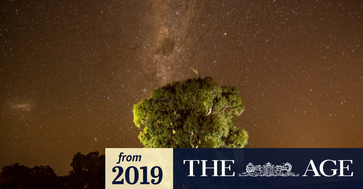 Temporary Reprieve For Ancient Djab Wurrung Trees