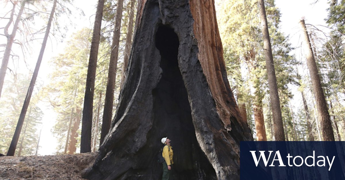 Up to a fifth of world's biggest trees destroyed in recent fires - Vimarsana News