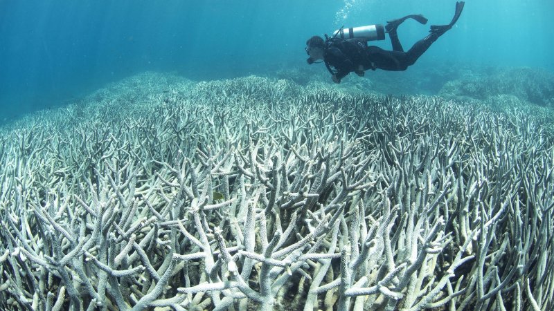 Climate change batters Great Barrier Reef more than expected