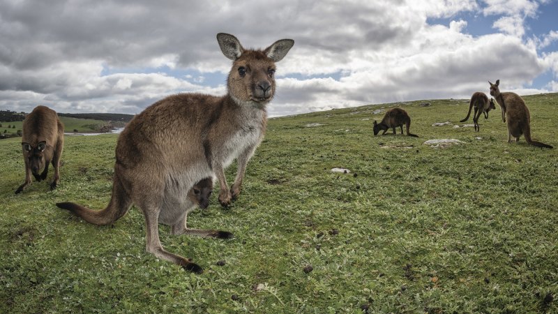 Kangaroo Slaughter Makes Us A Nation Of Hypocrites