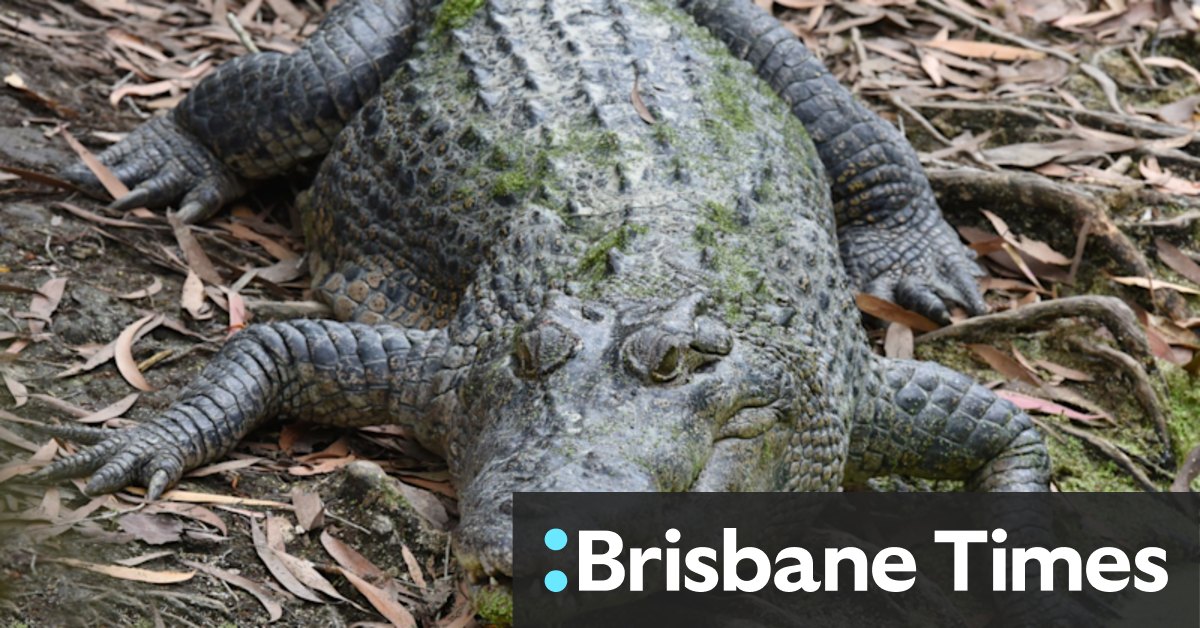 Person airlifted to hospital after Queensland crocodile attack - Vimarsana News