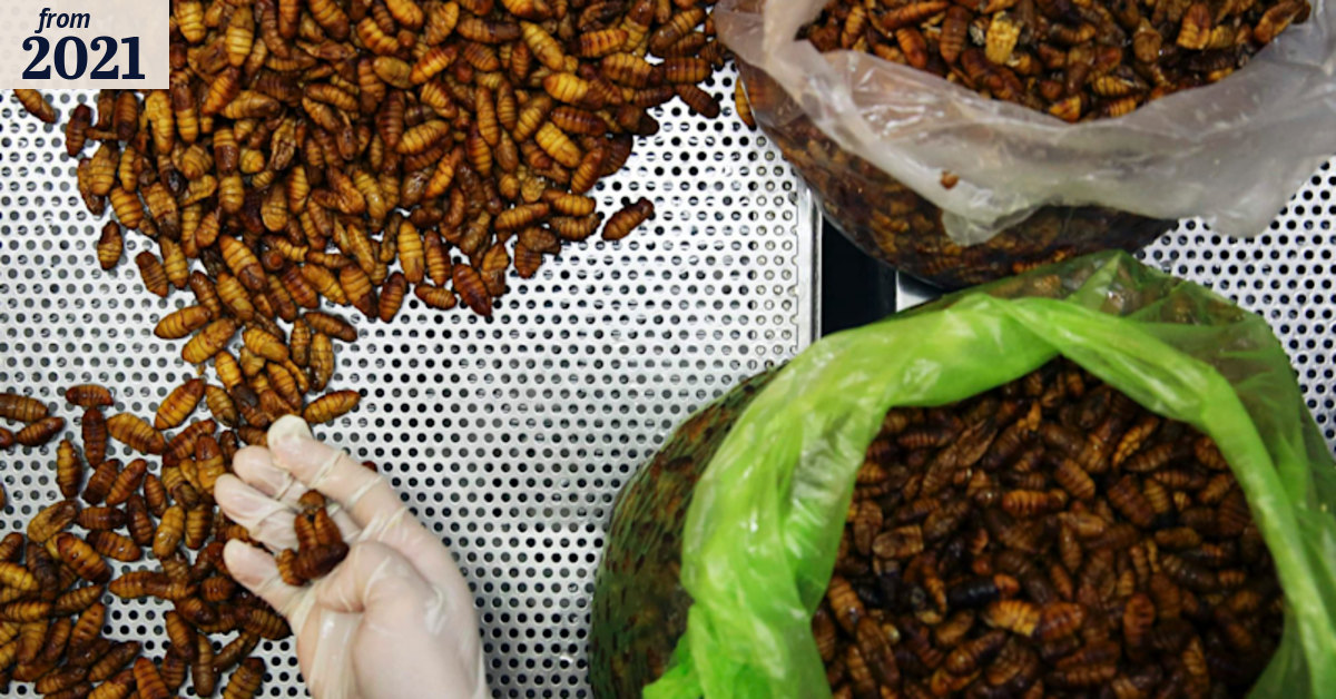 Eating insects could end up bugging people allergic to shellfish