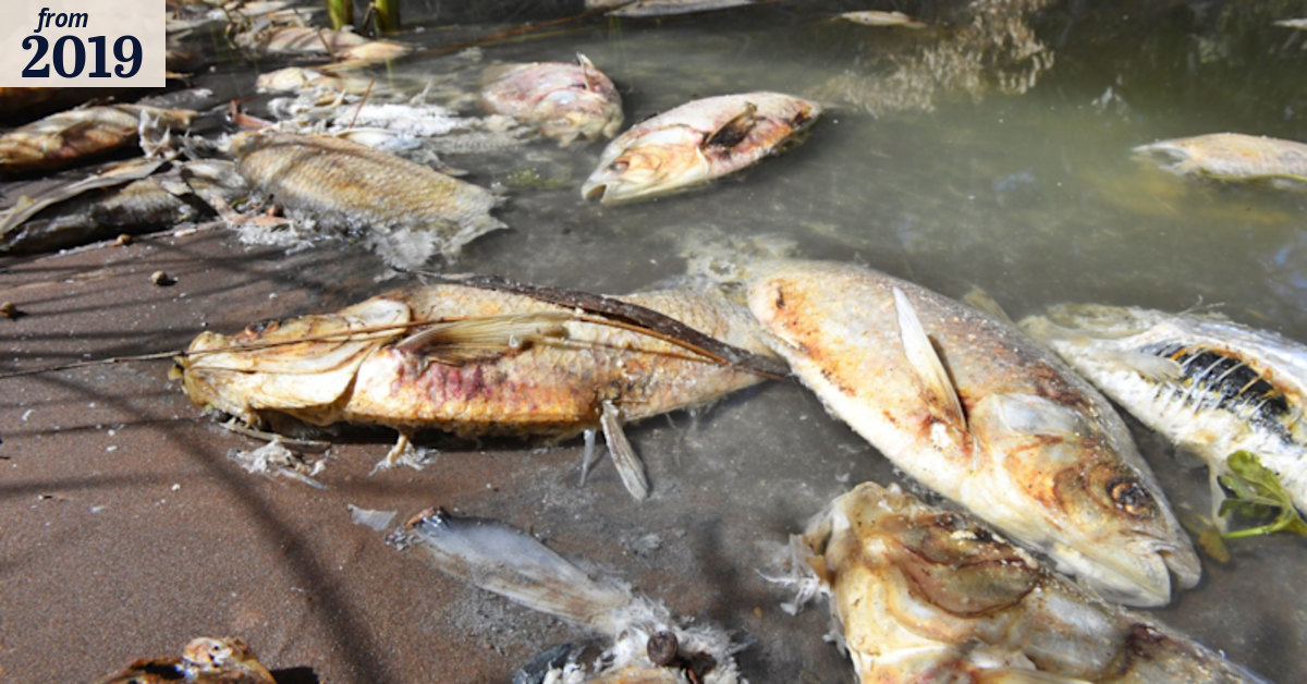 Murray-Darling agencies fear bigger fish kills than Menindee this summer