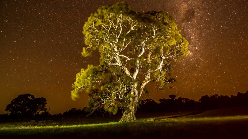 Like Losing My Son Why Trees Threatened By Western Hwy Are So Sacred