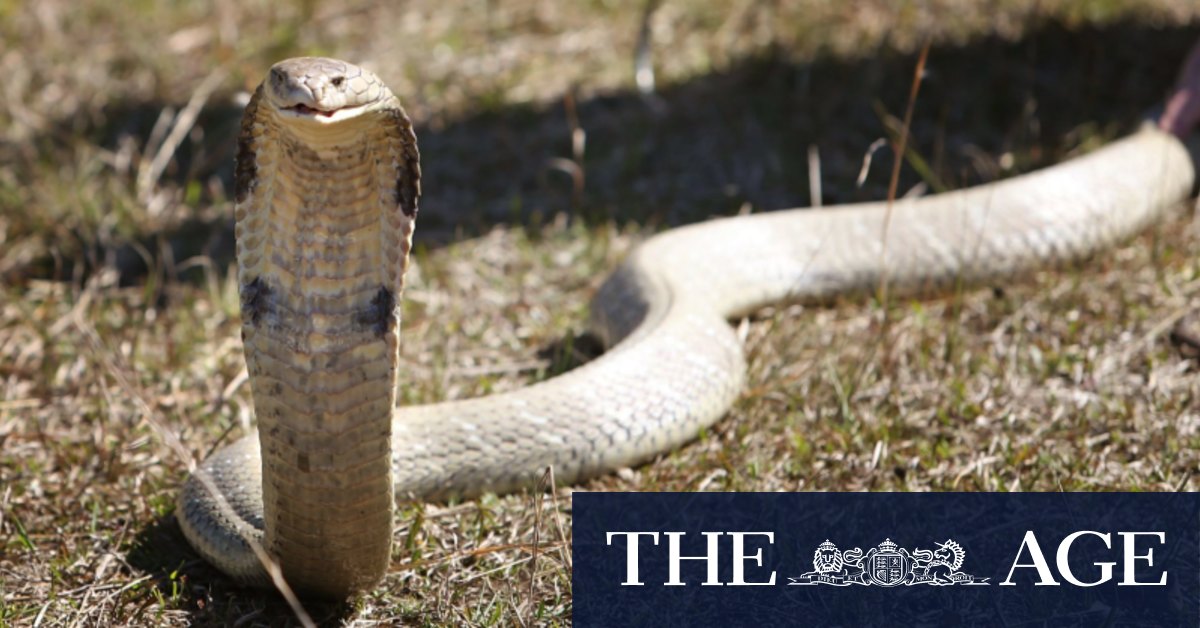 How spitting cobra venom evolved to be a ‘defensive chemical weapon’