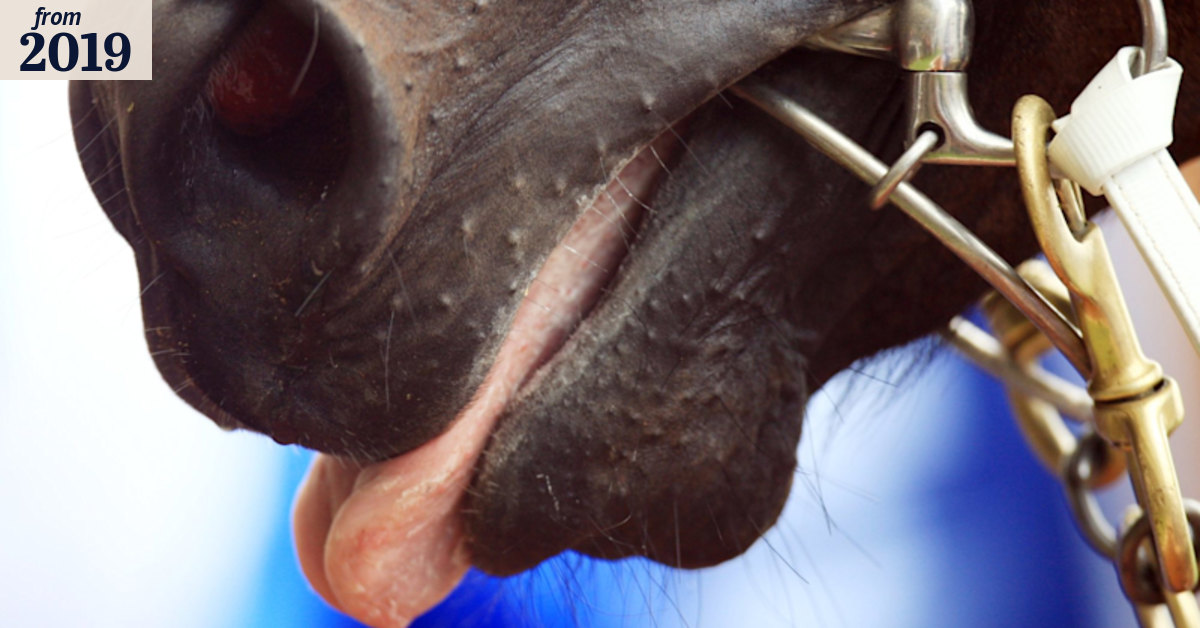 Mark Currie pleads guilty to race-day charges