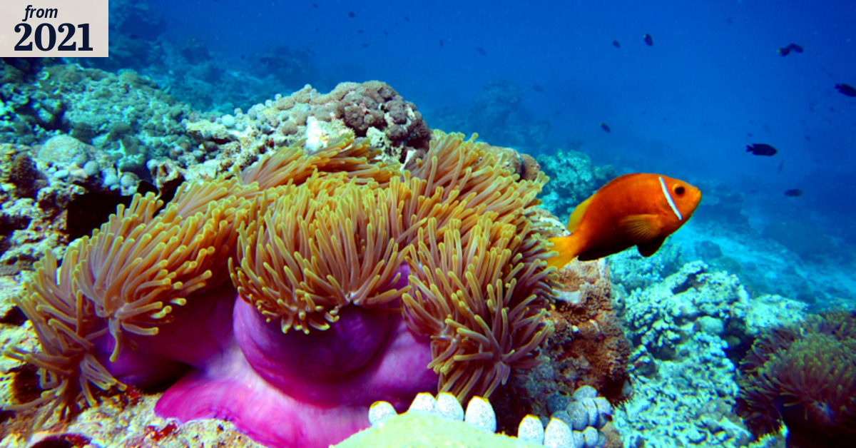 ‘We can again unite’: Qld makes last-minute Reef rescue plea to Canberra