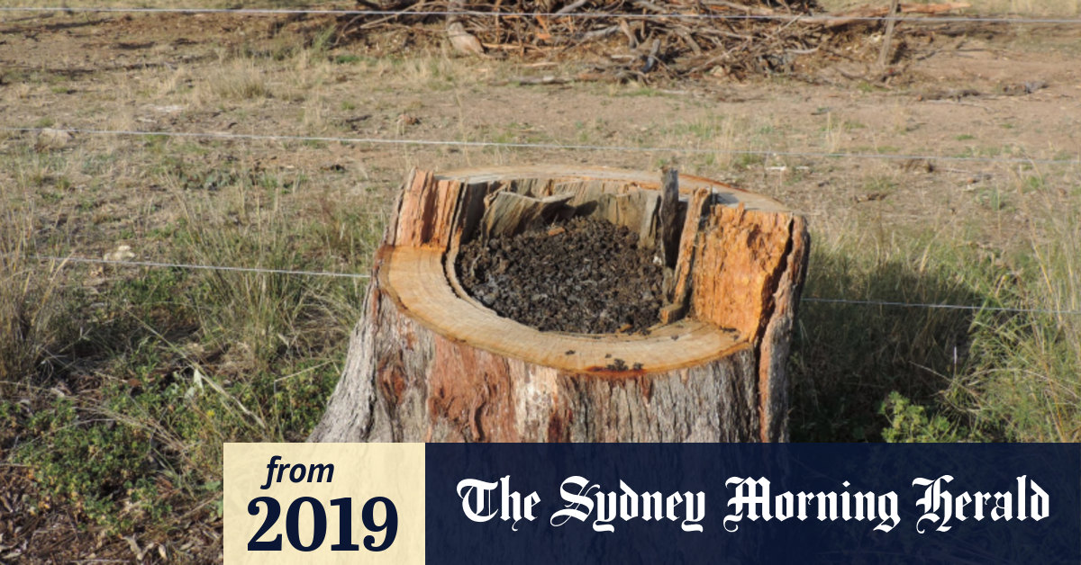 NSW land-clearing rates skyrocketed in year before laws ...