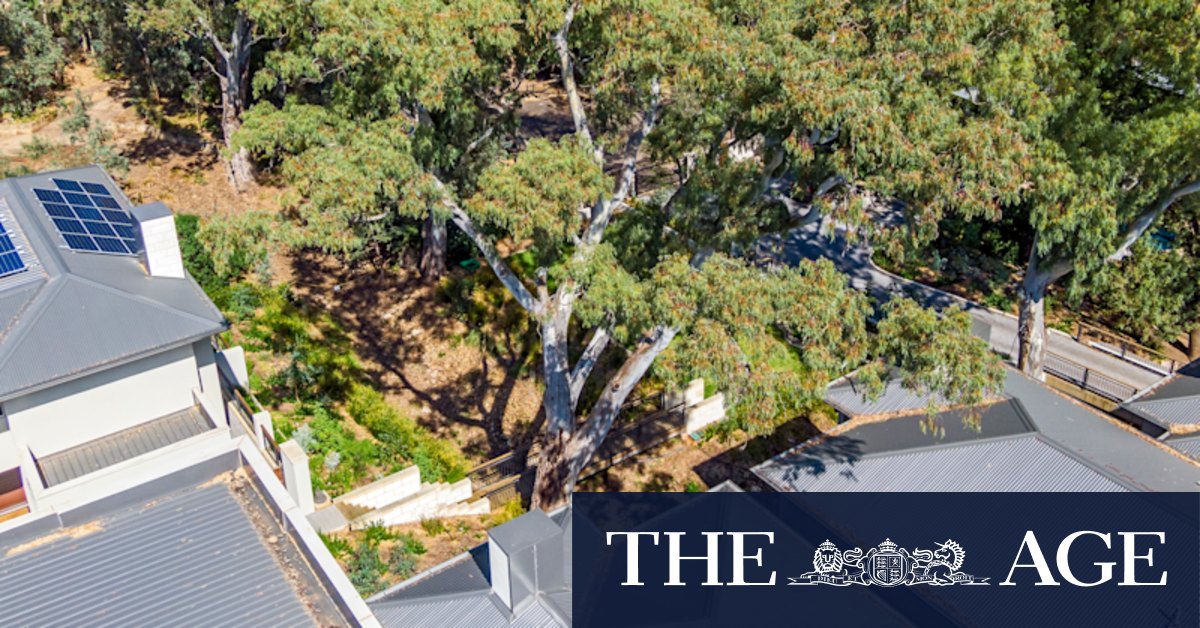 If a tree falls, does my neighbour make a killing? - Vimarsana News