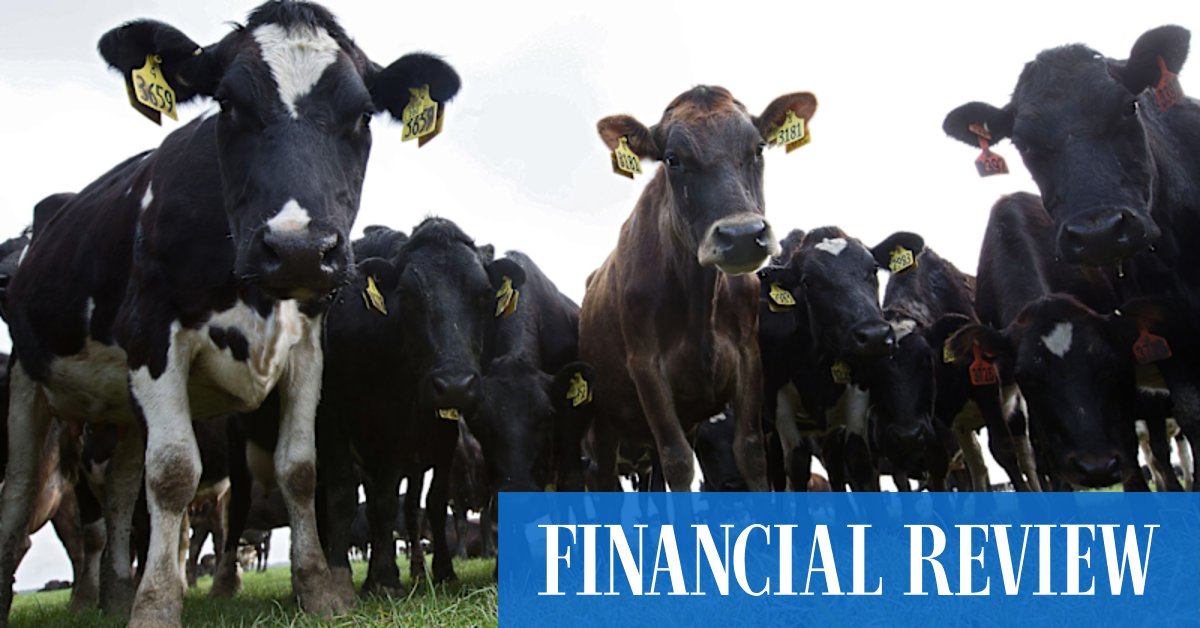 Synlait Milk says banks have its back after plunge into red - Vimarsana News
