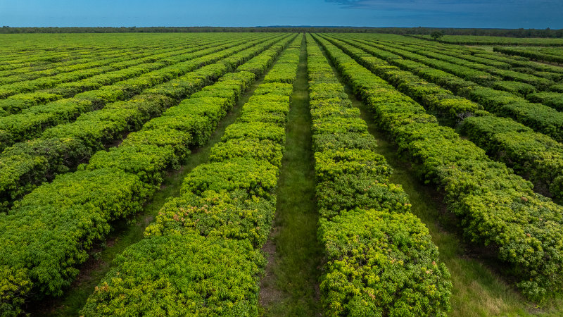 Huge mango farming operation in NT for sale by receivers