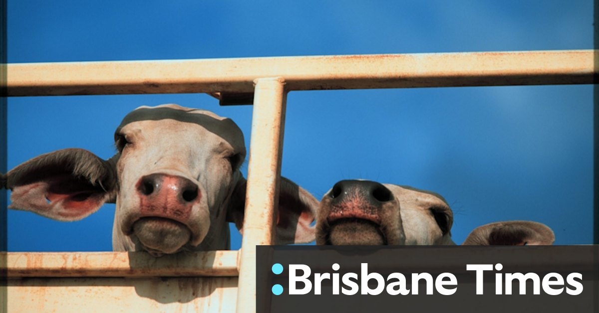 Federal Court case against live-cattle exporter Wellard leaves investors with thin slice of the action - Vimarsana News
